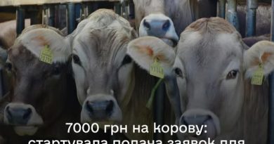 В ДАР стартує добір на спеціальну бюджетну дотацію на утримання поголів’я корів