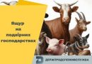 Ящур на подвірних господарствах