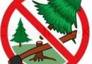 Відділ земельних відносин нагадує: одна незаконно зрубана ялинка – це не дрібна шкода, а порушення екологічної рівноваги!